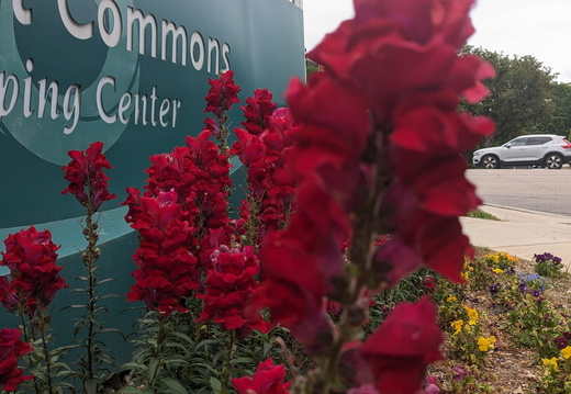 Crimson Bloom