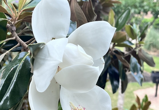 Magnolia's Embrace