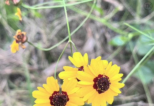 Sunlit Trio