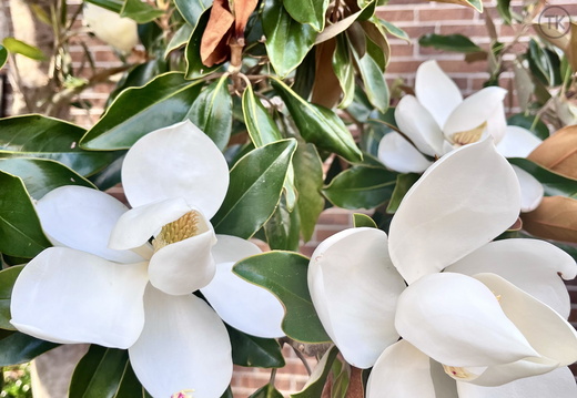 Magnolia's Embrace