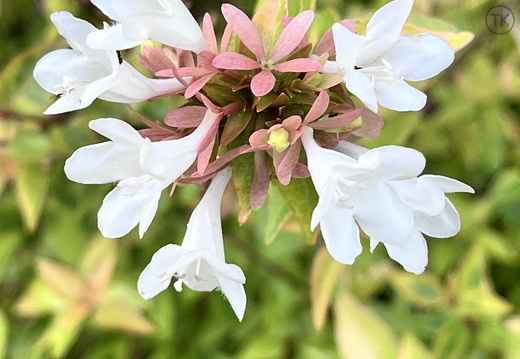White Whisper