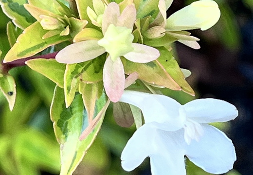 Floral Whisper