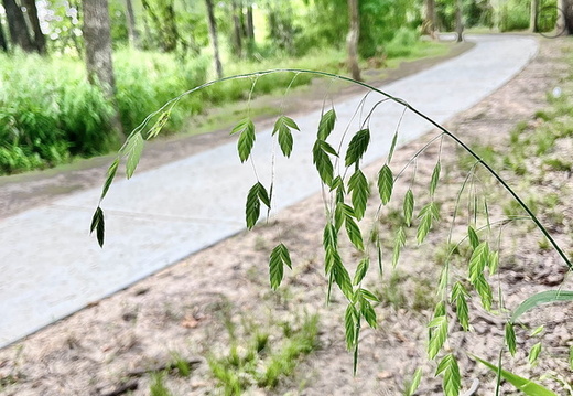Whispering Path
