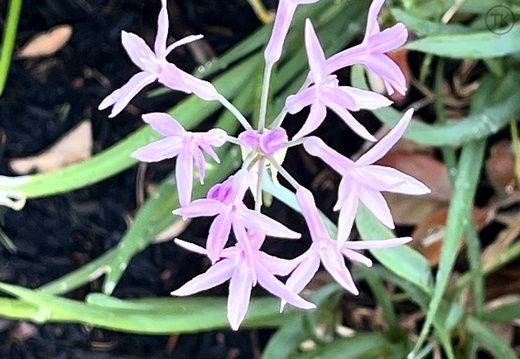 Petal Dance