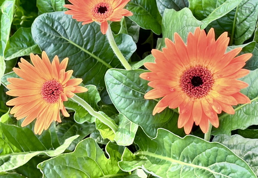 Orange Delight