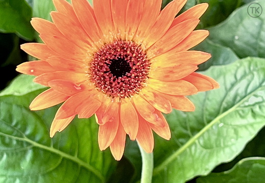 Orange Delight