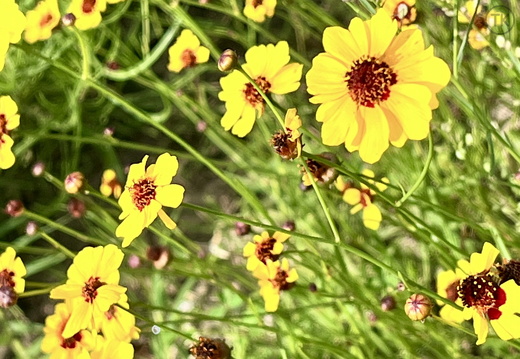 Sunlit Meadow