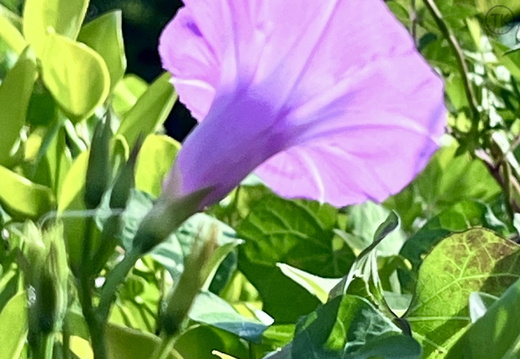 Morning Glory's Embrace