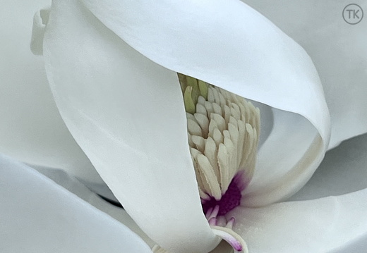 Magnolia's Embrace