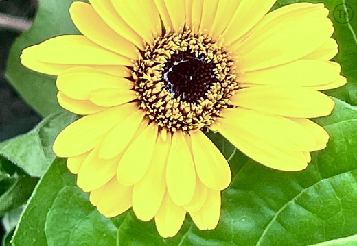 Sunlit Bloom