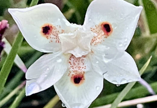 Dew-Kissed Star