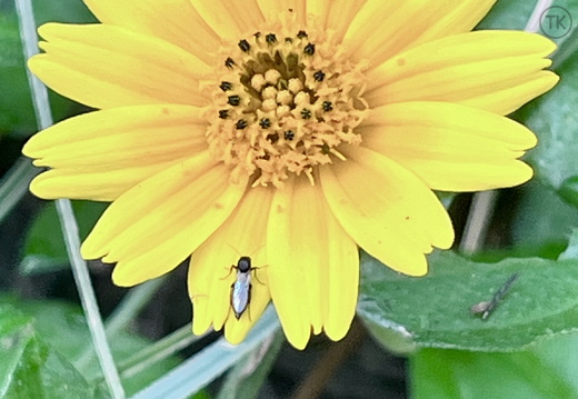 Sunlit Bloom