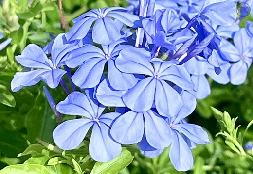 Blue Bliss
