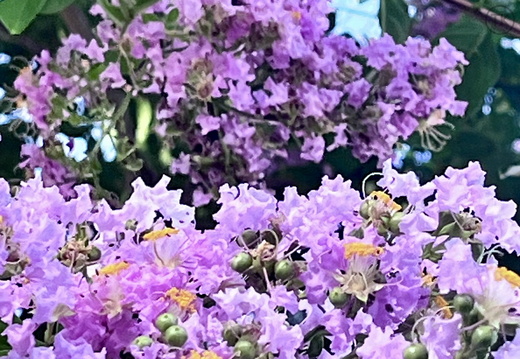 Purple Dream
